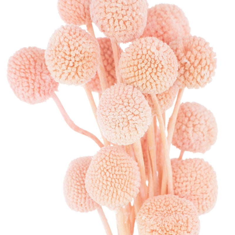 Dried Pink Billy Ball Bunch Of 20